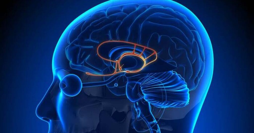 Cunoaște-ți creierul și amigdala, centrul său emoțional