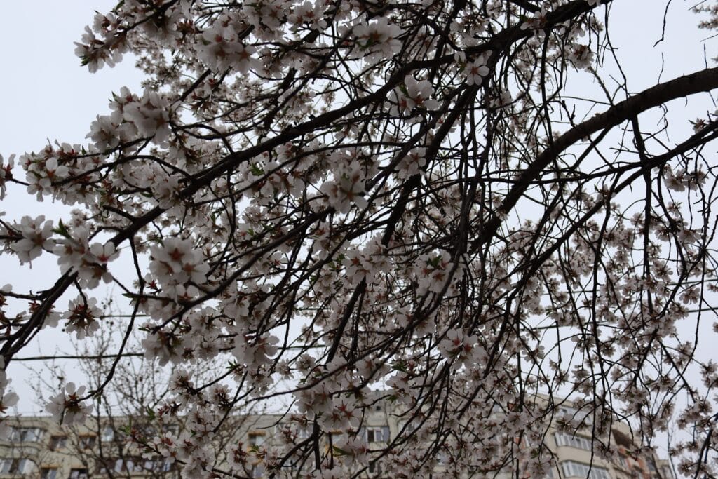 Copiii ȋşi doresc un spaţiu cȃt mai verde #FocusToGreenEcoLife