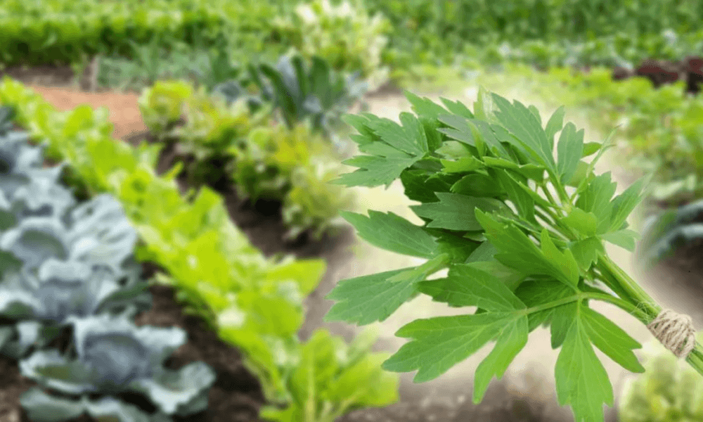 Leușteanul. Secretele cultivării și regenerării lui