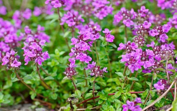 Cimbrișorul, un adevărat leac natural pentru tuse