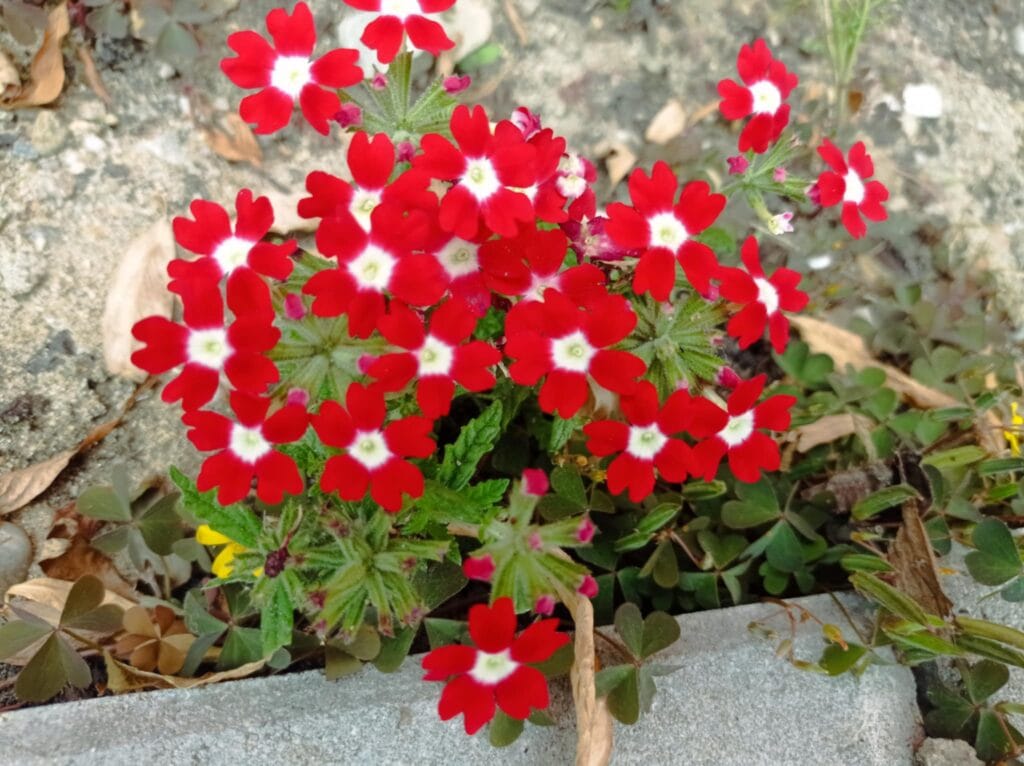 Discriminǎm sau pur şi simplu facem curǎţenie?