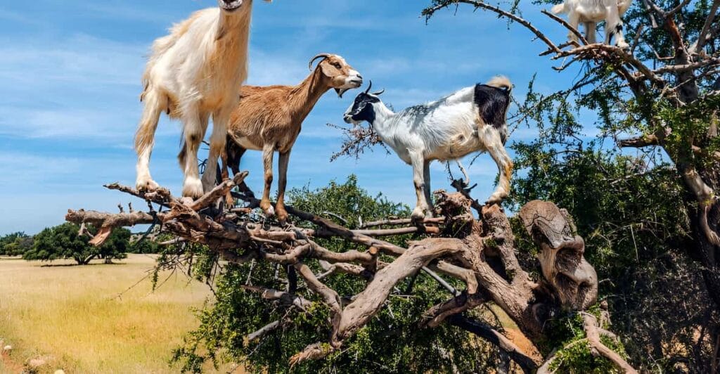 Cum sǎ te eliberezi fiind mai dinamic