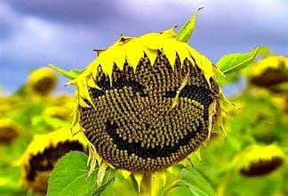 floarea soarelui