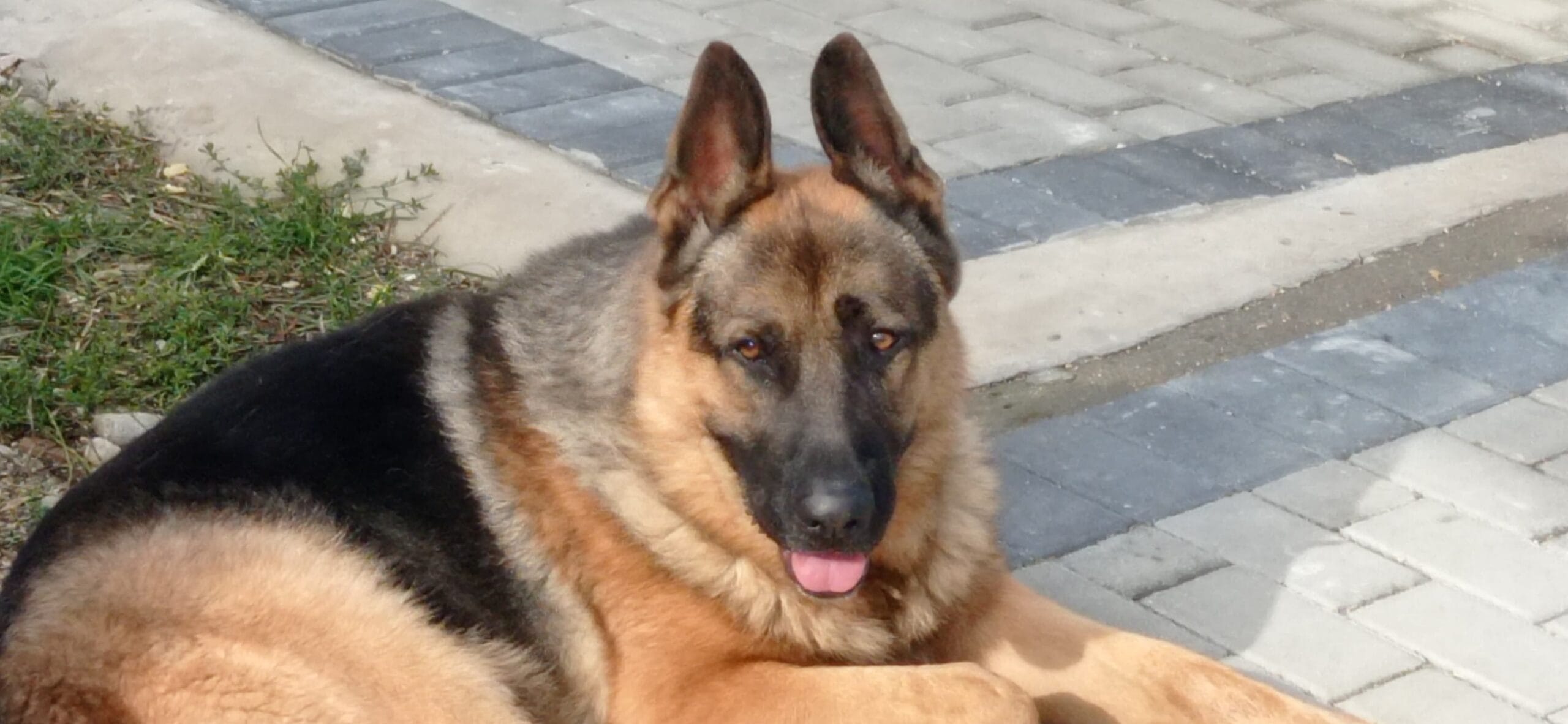 Simi - Ziua internaţională a câinilor 