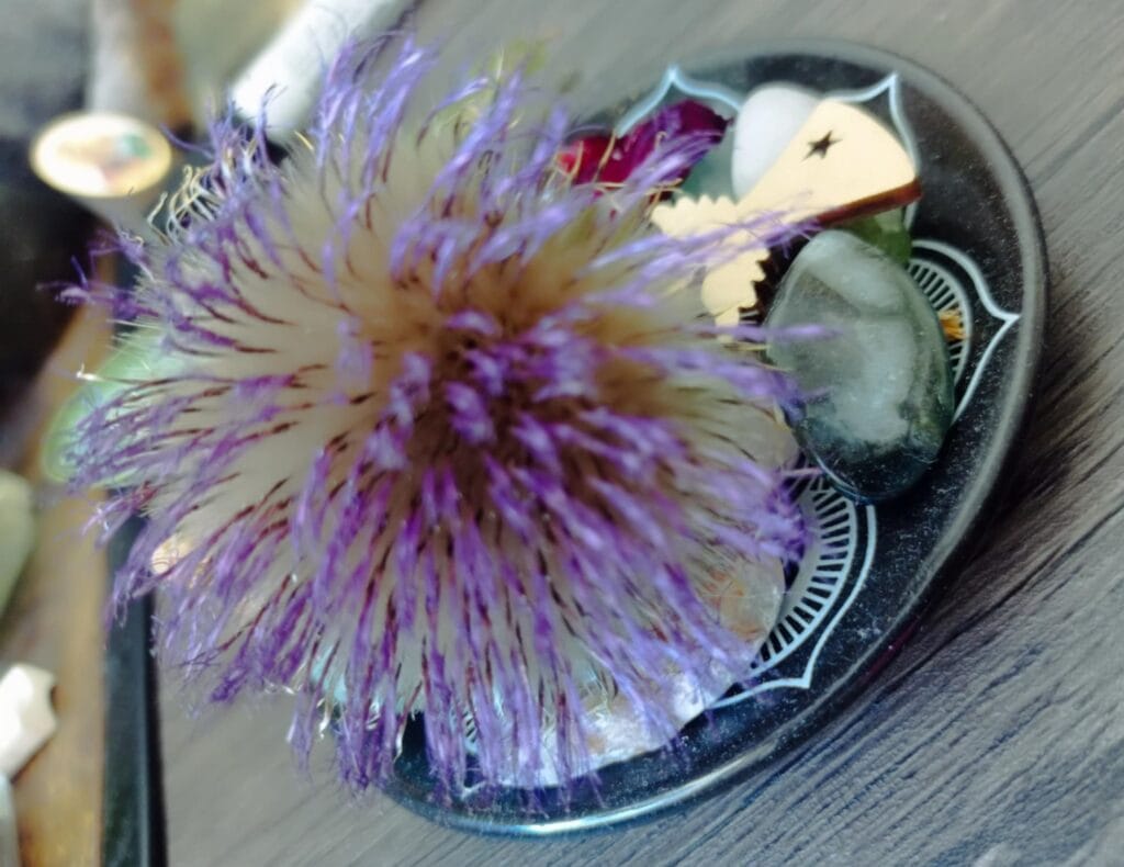 Ciulinul de lapte sau armurariul, vedeta regenerarii ficatului