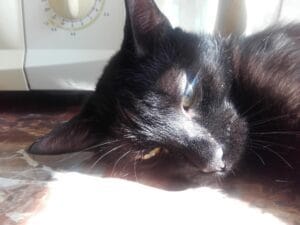 Cum poţi depǎşi starea de inadecvare cu abilitate şi ȋnţelepciune