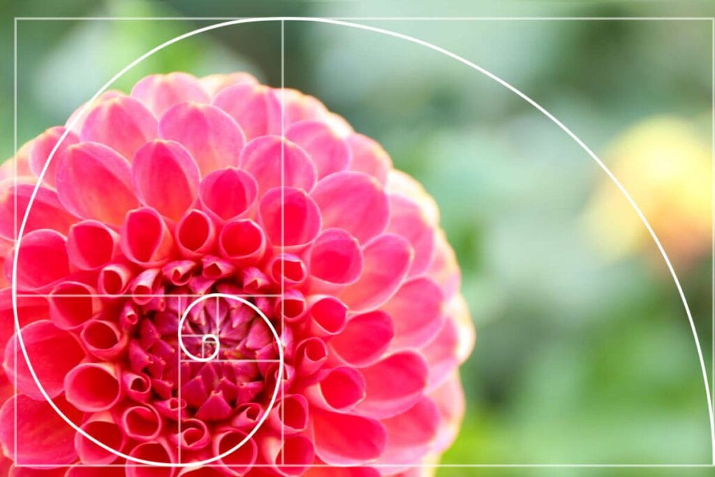 Repetiții în natură și timp: șirul lui Fibonacci, celebrat pe 23 noiembrie Repetiții în natură și timp: șirul lui Fibonacci, celebrat pe 23 noiembrie