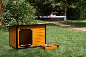 Top cinci rase de caine pentru exterior si optiuni de adapost