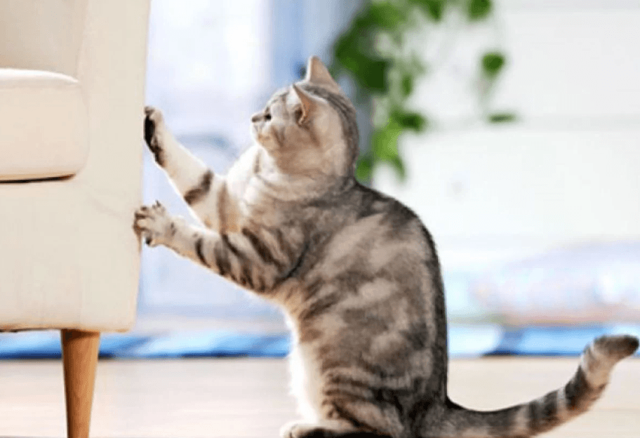 Simți îndoieli și nesiguranță? Apelează la Strategii și Animale care te calmează Simți îndoieli și nesiguranță? Apelează la Strategii și Animale care te calmează