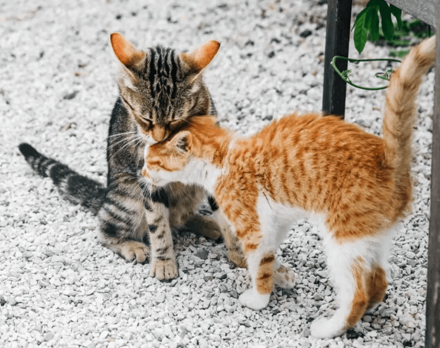 Cu acceptare și permisivitate, vezi chiar și diamantul pisicii lui Leonardo