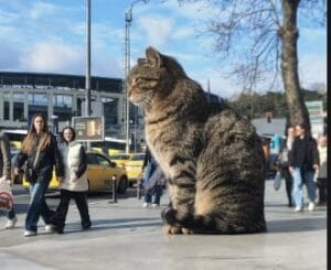 Cum stai cu încrederea ȋn tine? Transformă controlul ȋn autoritate
