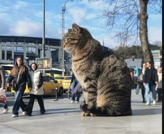 Cum stai cu încrederea ȋn tine? Transformă controlul ȋn autoritate
