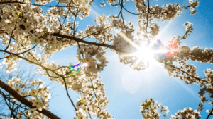 Reconectează-te la ritmul naturii: Echinoctiul de primăvară 20 martie