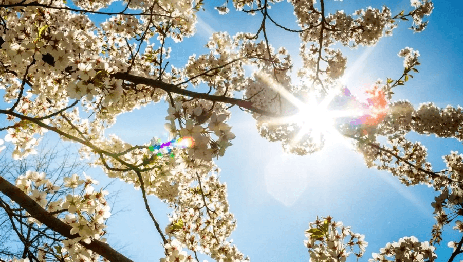 Reconectează-te la ritmul naturii: Echinoctiul de primăvară 20 martie