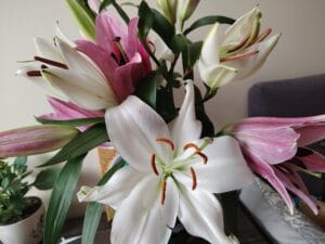 Crinul, floarea purității. Fiecare petală pare să poarte o poveste