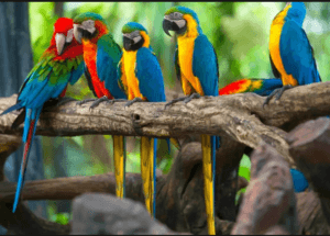 Bucură-te de fiecare clipă cu DETAŞARE. Nu lua nimic personal, nu fii papagal!