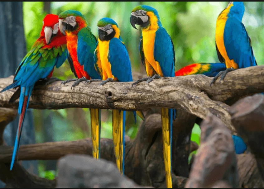 Bucură-te de fiecare clipă cu DETAŞARE. Nu lua nimic personal, nu fii papagal!