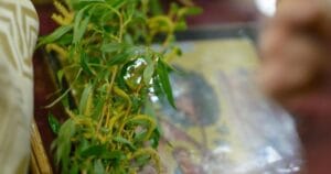 Floriile – Tradiții și obiceiuri. Ce să eviți în Duminica Floriilor