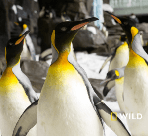 Ziua Mondială a Pinguinului. ”Adoptă la zoo, conservă în natură”